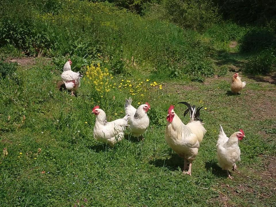 Clan Boucheron Louroux-Bourbonnais Exteriér fotografie